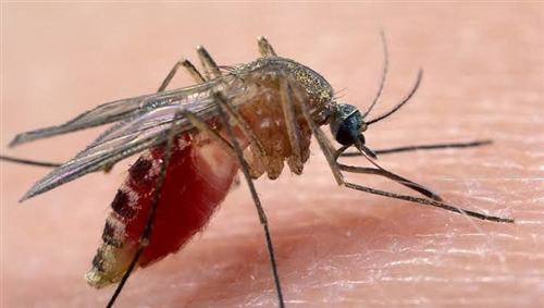 Virus West NileUSUTU, trasmesso dalla zanzara Culex